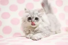 ペルシャ(チンチラ)【愛知県・女の子・2020年6月6日・シェーデッドシルバー】の写真4「8月18日撮影」