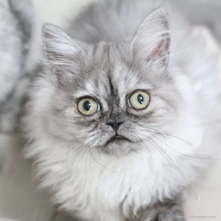 ID：2504-00947の子猫