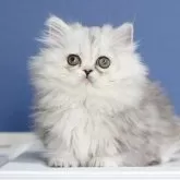 ミヌエット(短足)