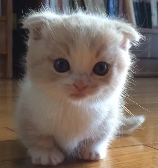 miwa 様のお迎えした子猫