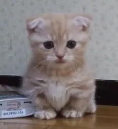 キナ 様のお迎えした子猫