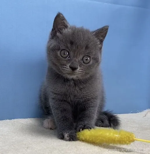 ID：2007-00749の子猫