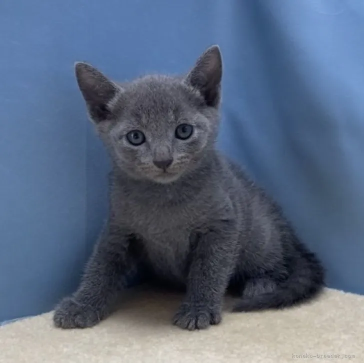 ID:2306-03753の子猫