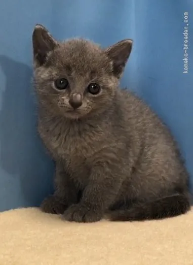 ID：1906-01996の子猫