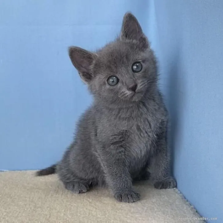 すー 様のお迎えした子猫