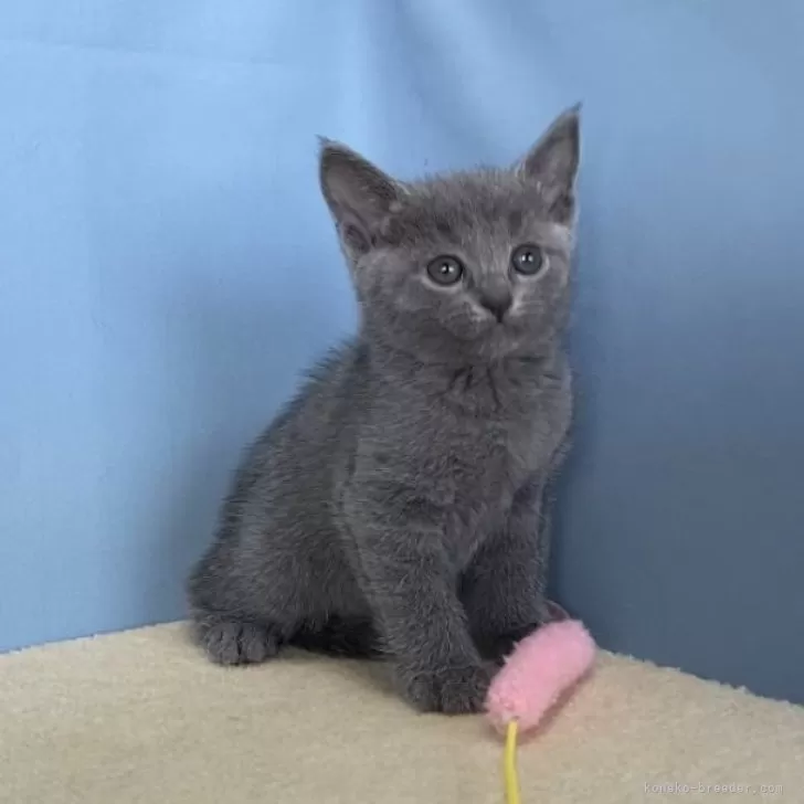 ID:2403-00648の子猫