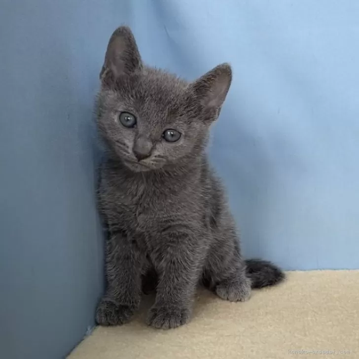ID:2405-03776の子猫