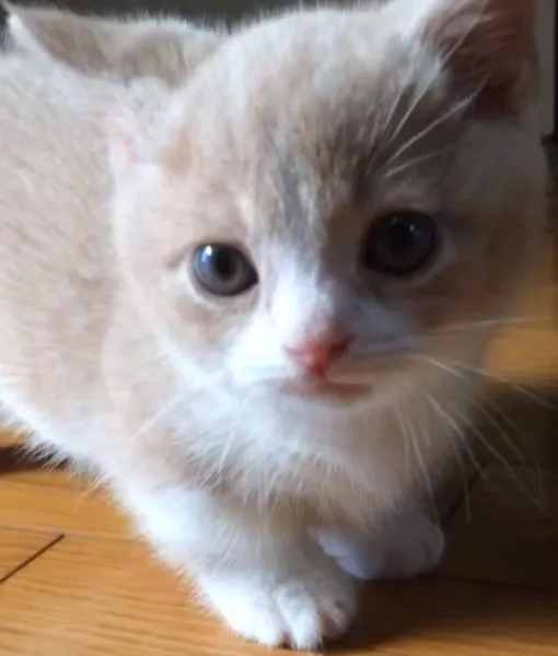 ID:1411-00129の子猫