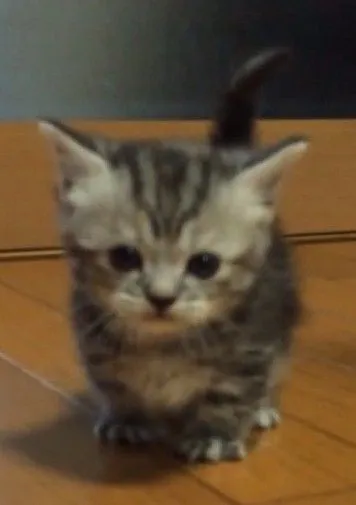 ID：1503-00401の子猫