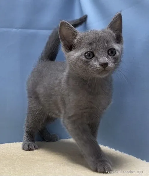 ID：2110-01518の子猫