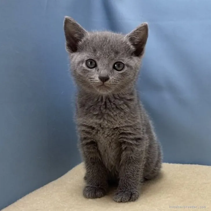 ID:2303-01229の子猫