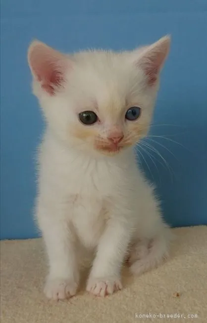 ID：1811-00405の子猫