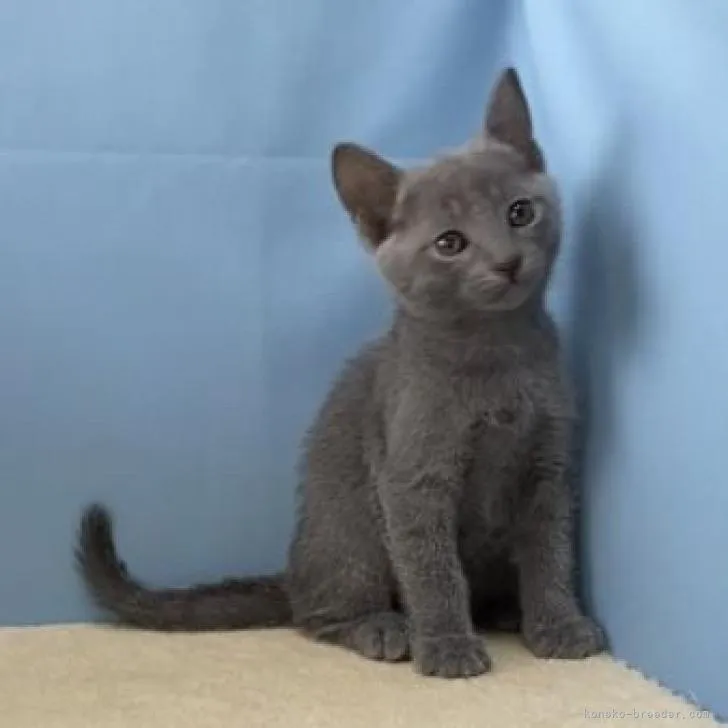 ID:2207-00460の子猫
