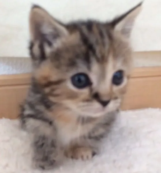 ID:1503-00021の子猫