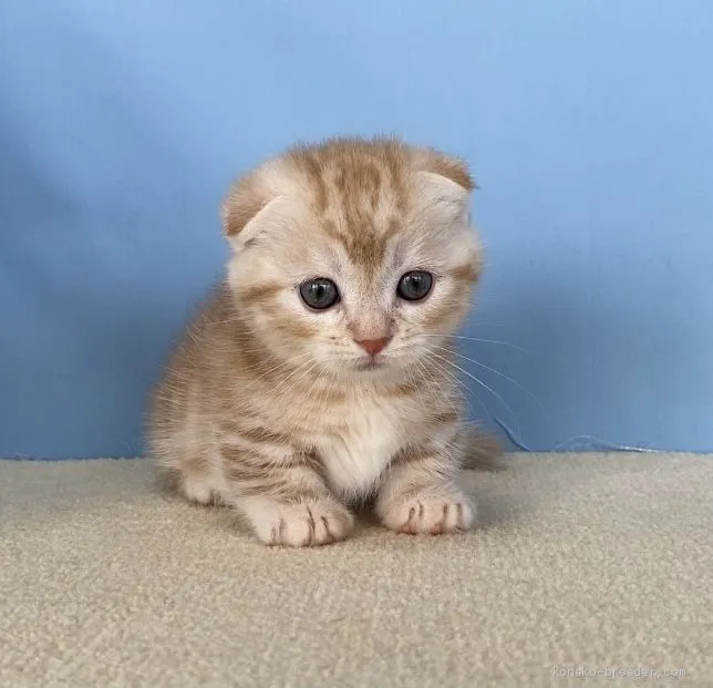 ID：2102-00560の子猫