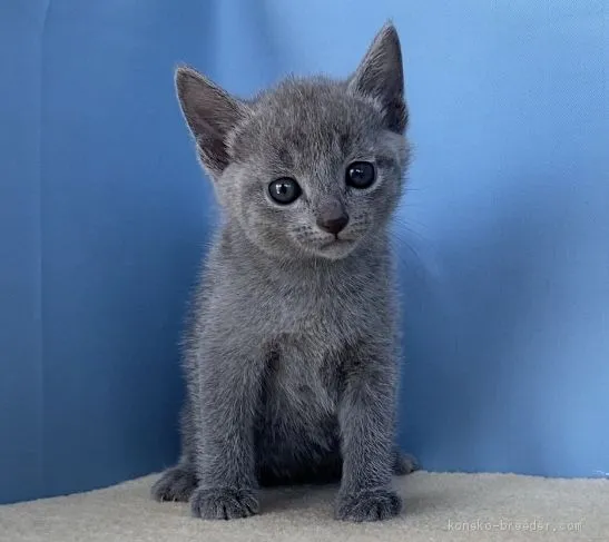 ID：2010-01729の子猫