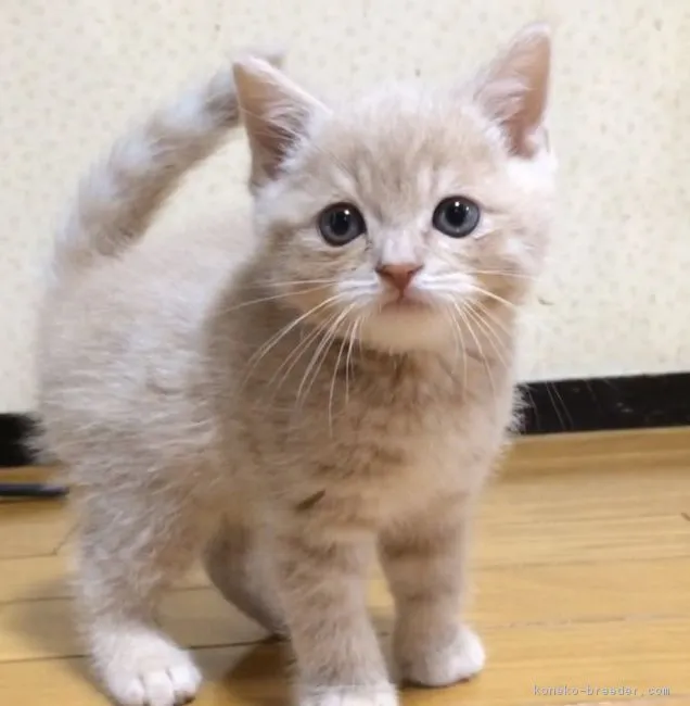 ID：1604-00175の子猫