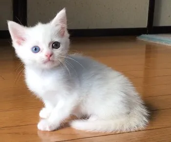 ID：1701-00481の子猫