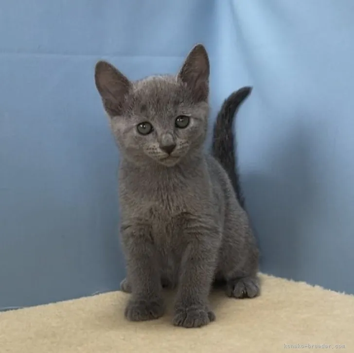 M.N 様のお迎えした子猫