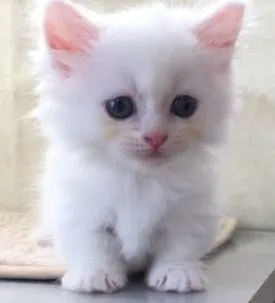 ID:1609-00342の子猫