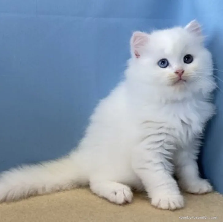 こっちゃん 様のお迎えした子猫