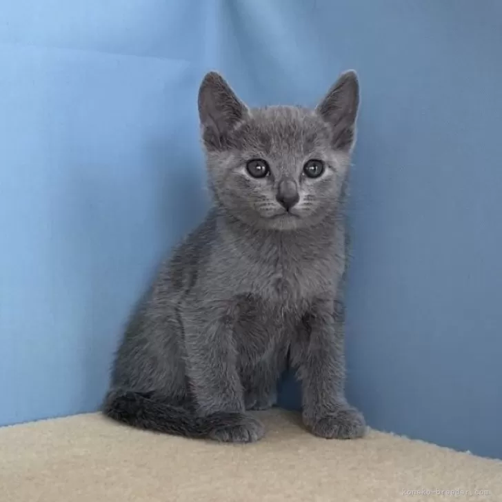 コハ 様のお迎えした子猫