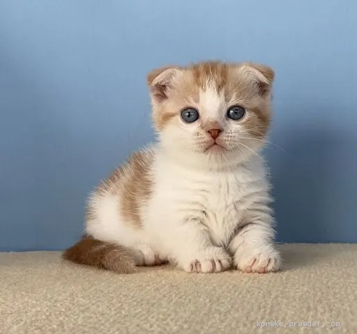ID:2012-00150の子猫