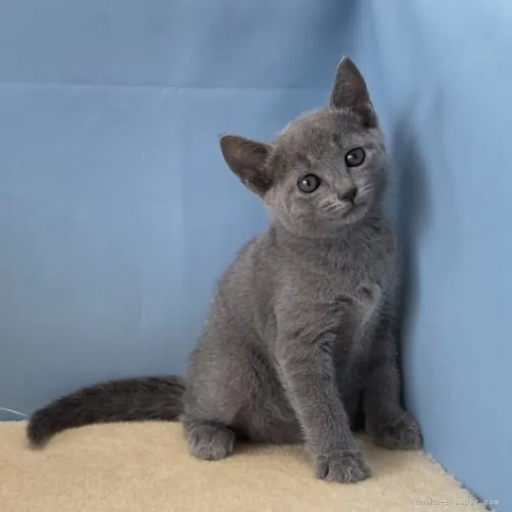 ID：2308-02416の子猫