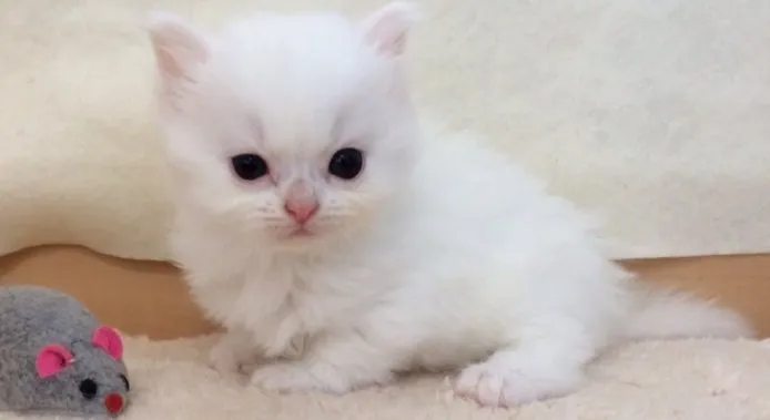 ID：1410-00165の子猫