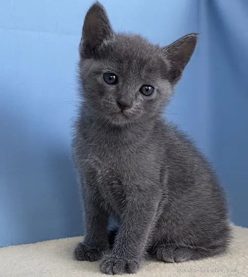 ID：2006-01370の子猫