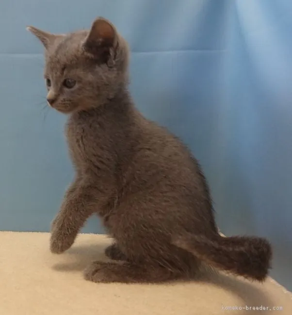 ID：1810-01641の子猫