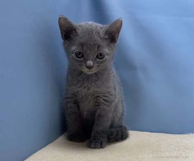 K.W 様のお迎えした子猫