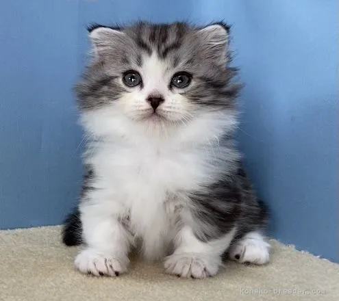 ID:2109-02782の子猫