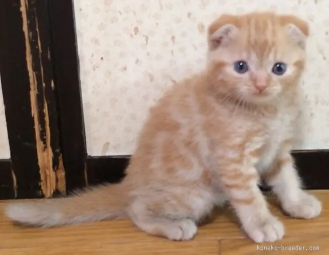 ID：1507-00176の子猫