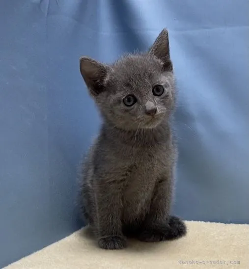 ID：2110-01551の子猫