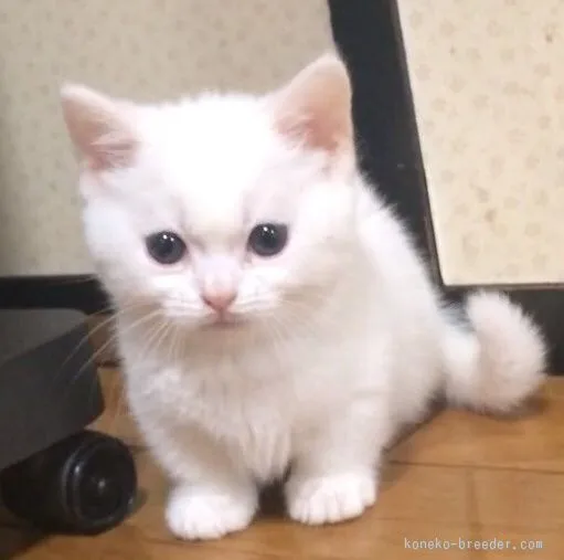 まゆ 様のお迎えした子猫