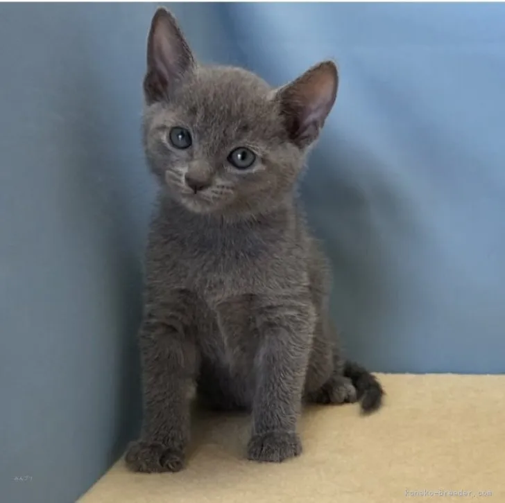 ID:2310-03091の子猫