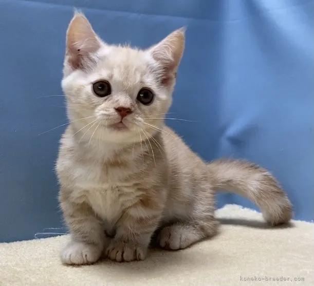 ID：2108-02128の子猫