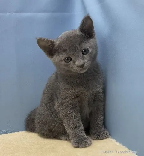 ID:2203-01419の子猫