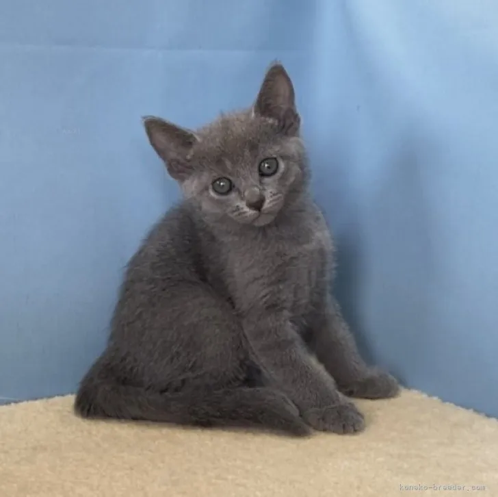 ID:2309-01372の子猫