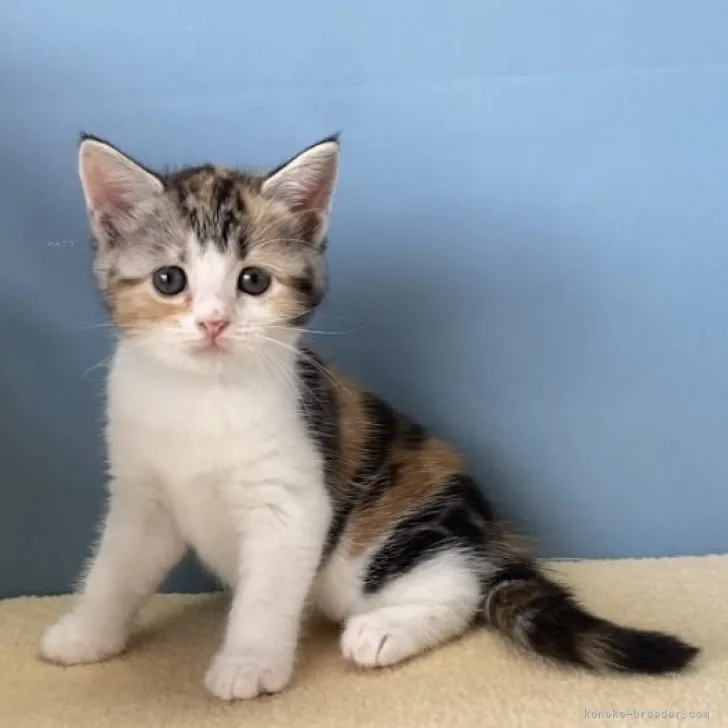 ID:2308-03006の子猫