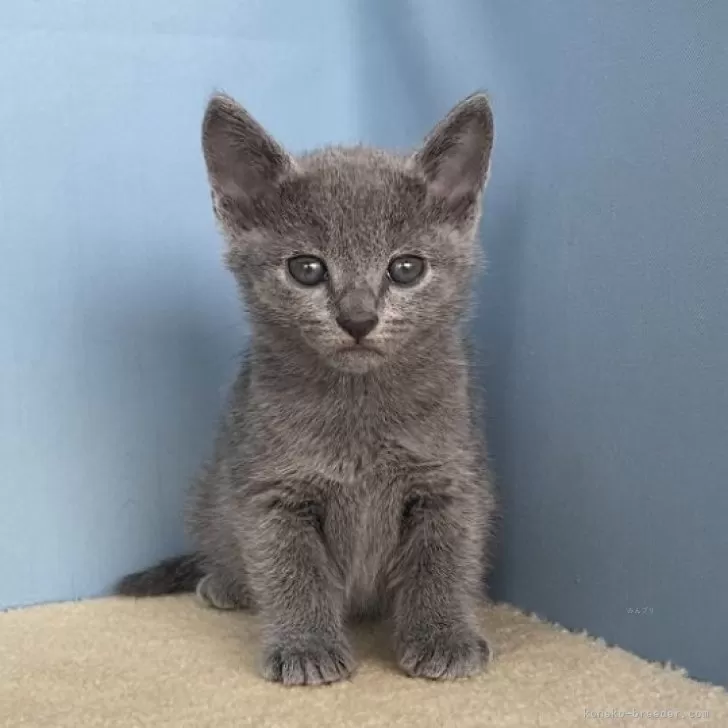 ID:2405-03452の子猫