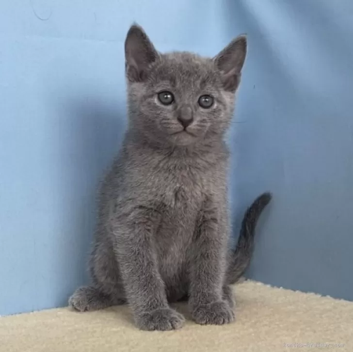 ID：2405-03696の子猫