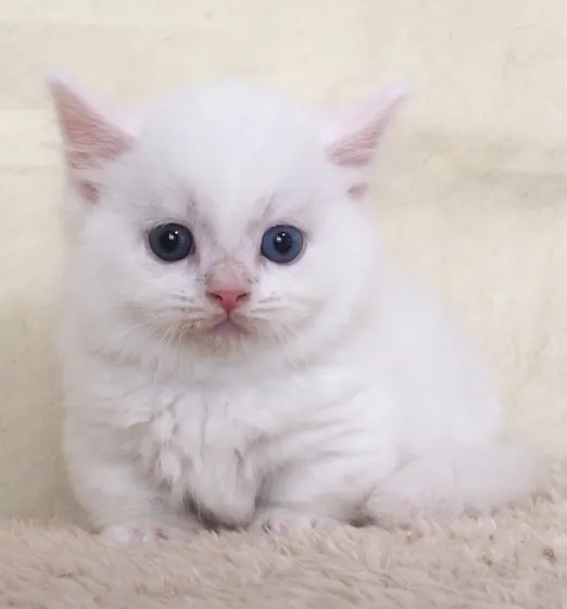 ID：1704-01107の子猫