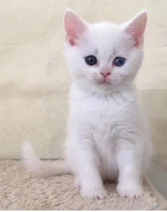 ID:1801-00568の子猫