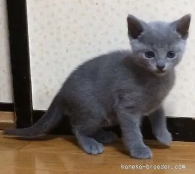 ID：1512-00303の子猫