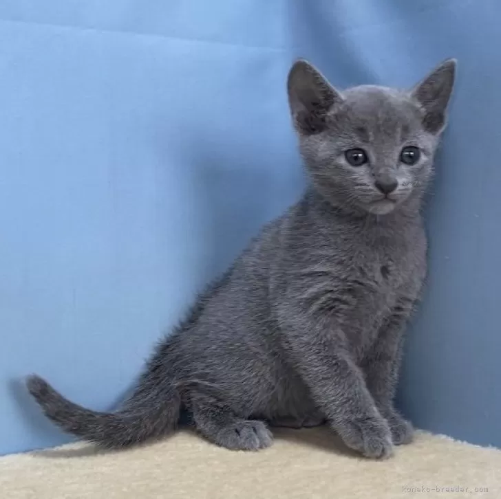 ID：2410-00616の子猫