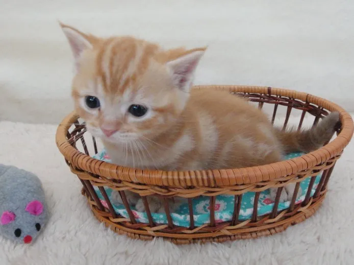 れいちょ 様のお迎えした子猫