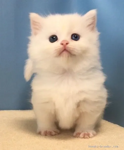 ID：1904-00618の子猫