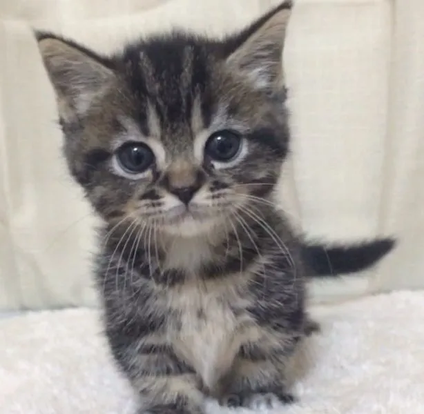 ID：1502-00304の子猫